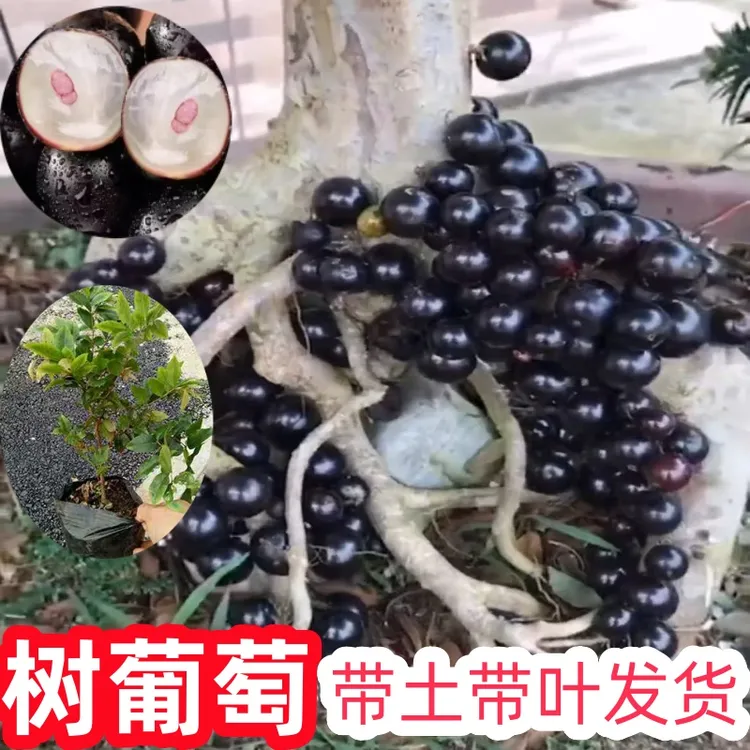 树葡萄嘉宝果树苗沙巴嘉宝果品种树苗南北方庭院阳台均可种植发货