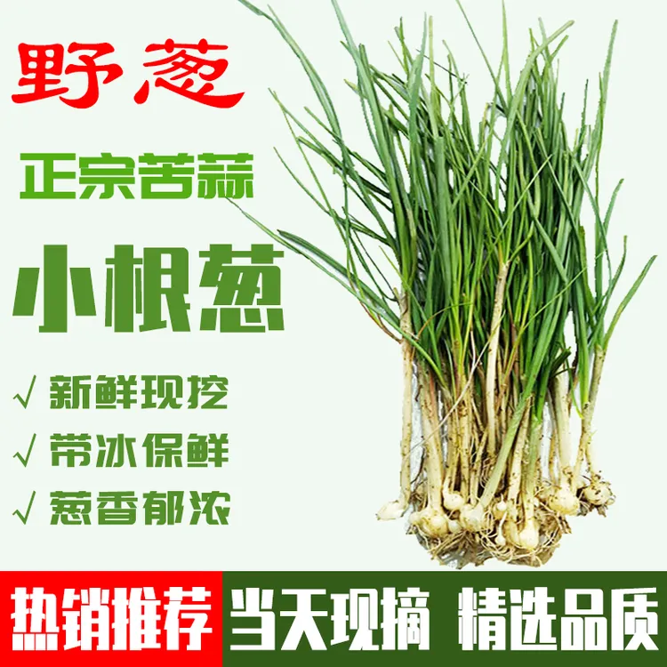 贵州苦蒜四川湖南新鲜现挖野葱小根蒜胡葱可作下饭菜的野菜小根葱