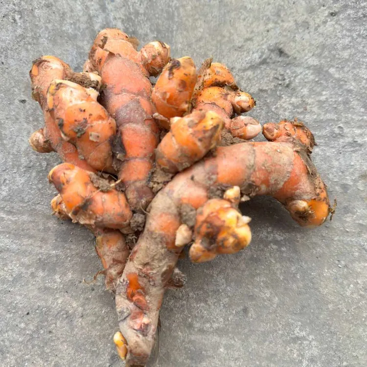 广西姜黄泰国黄姜食用煲汤汤汁鲜美营养食材染色月子姜