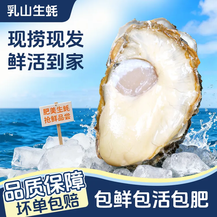 【买5斤送5斤】正宗乳山生蚝原产地新鲜蒸特大生蚝烤生蚝精品海蛎子