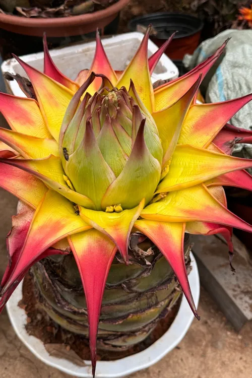 地涌金莲高端盆栽