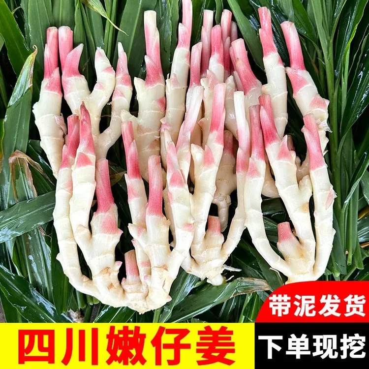 新鲜仔姜四川嫩姜姜新鲜生姜嫩仔姜生姜姜新鲜姜生姜姜芽生姜嫩姜