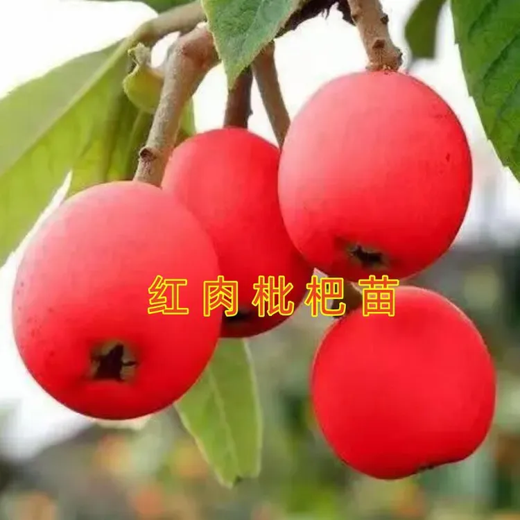 红皮红肉枇杷苗 大红袍无核砂糖枇杷树苗耐寒南北方果树盆栽地栽