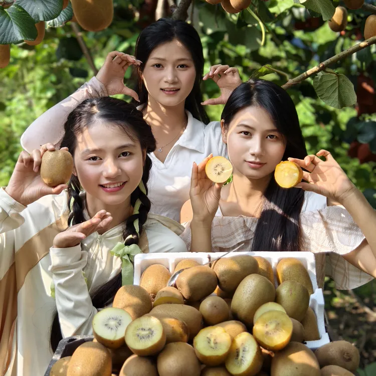 【张七七】四川黄金奇异果新鲜采摘当季水果
