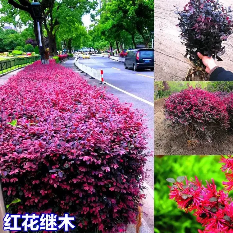 红花继木苗庭院绿植花卉篱笆围墙红檵木树苗四季红叶彩色盆景球桩