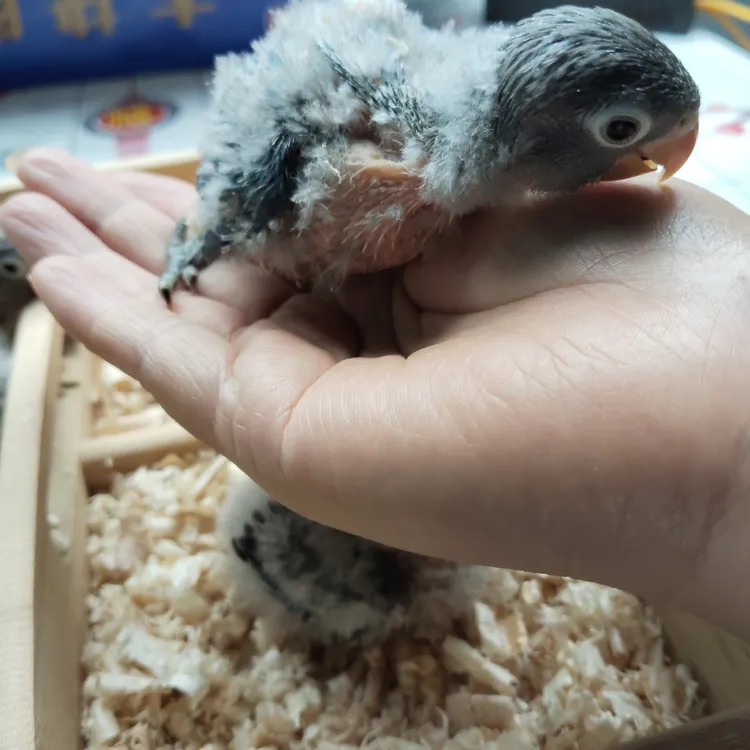 手养亲人的可爱牡丹鹦鹉宠物小鸟
