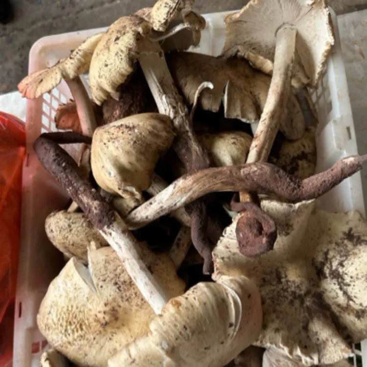 新鲜下山开伞鸡枞可炸油烧汤煲汤