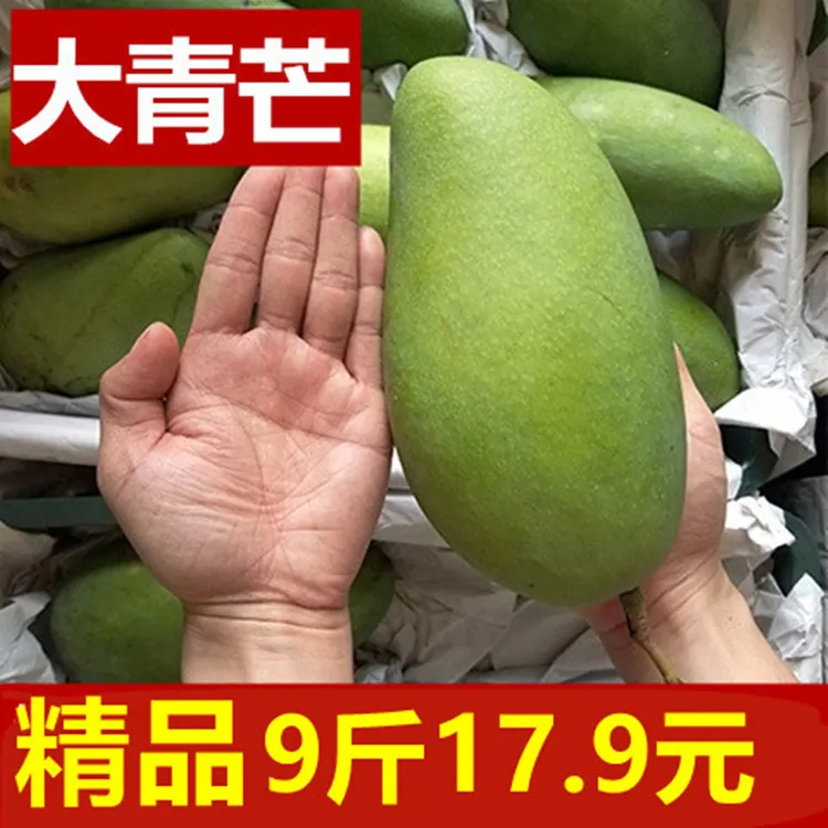 青芒 新鲜青皮大芒青芒生熟两吃香甜爆汁应季水果金煌芒甜心芒