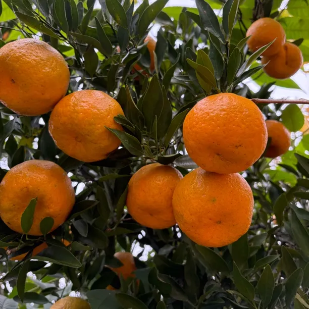 重庆梁平农家自种椪柑新鲜应季水果香甜多汁现摘现发