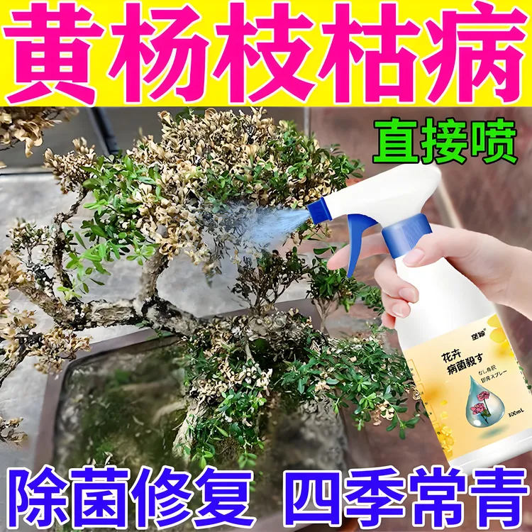 黄杨枝枯病专用肥料营养液防黄叶枯萎掉叶白粉褐斑炭疽病害除菌剂