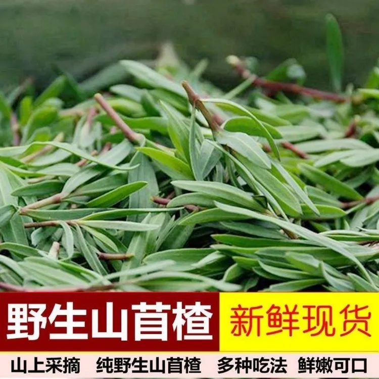 【顺丰包邮】山东五莲山区野生山苜楂山菜纯天然新鲜现采现发次日达