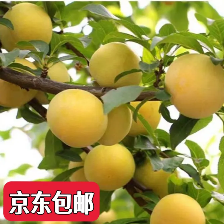 汉源新鲜水果桃花李三斤-五斤装皮薄肉厚京东快递