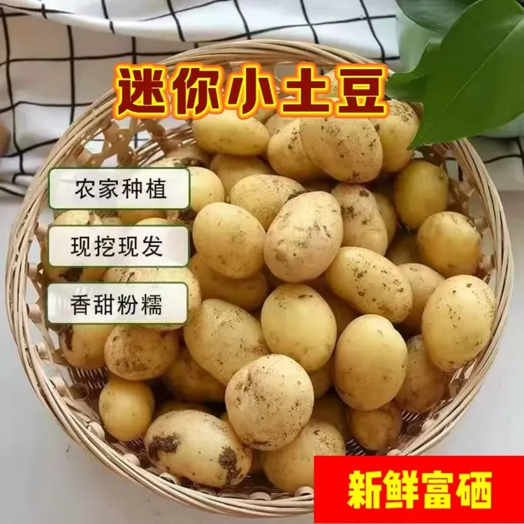 恩施高山新鲜现挖马儿科黄心小土豆粉糯香甜当季蔬菜