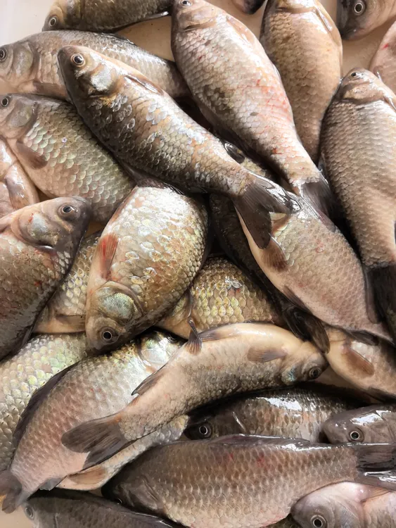 野生鲫鱼挂子鱼4斤（有掉鳞情况介意勿拍）