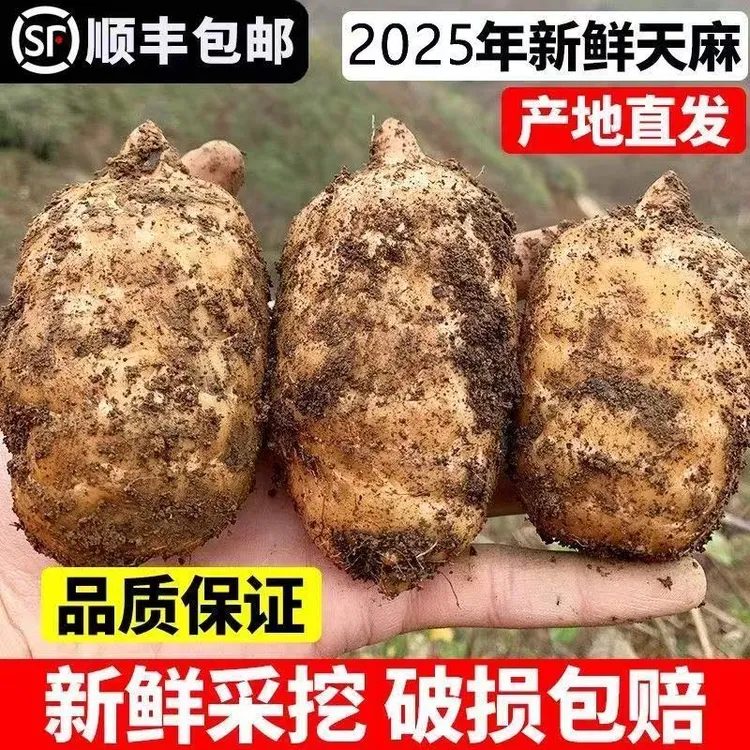 云南昭通天麻小草坝新鲜仿野生种植新鲜乌天麻上等佳品