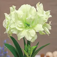 种花王大爷 荷兰朱顶红【玛丽琳】盆栽球根春季开花多年生