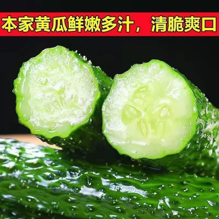新鲜现摘山东水果黄瓜清甜多汁清脆爽口