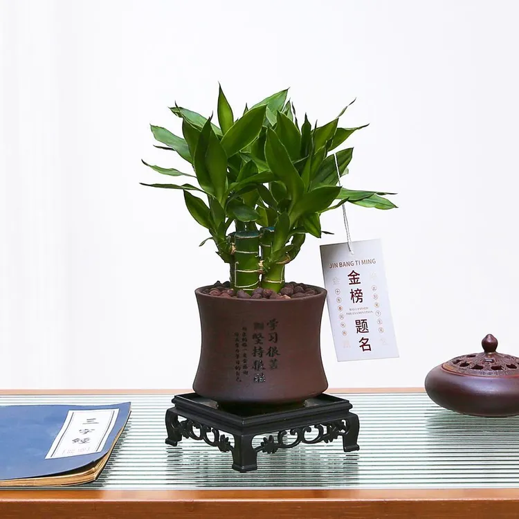 文昌竹4支富贵金榜题名办公室内好养ins绿植盆栽懒人植物净化空气