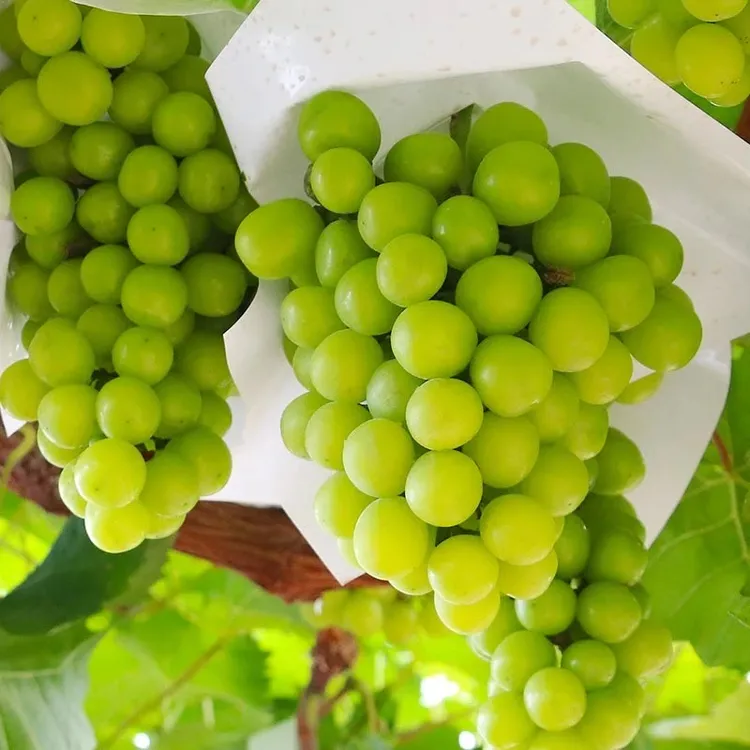 【京东快递专享】现摘阳光玫瑰葡萄当季新鲜水果爆汁超大果