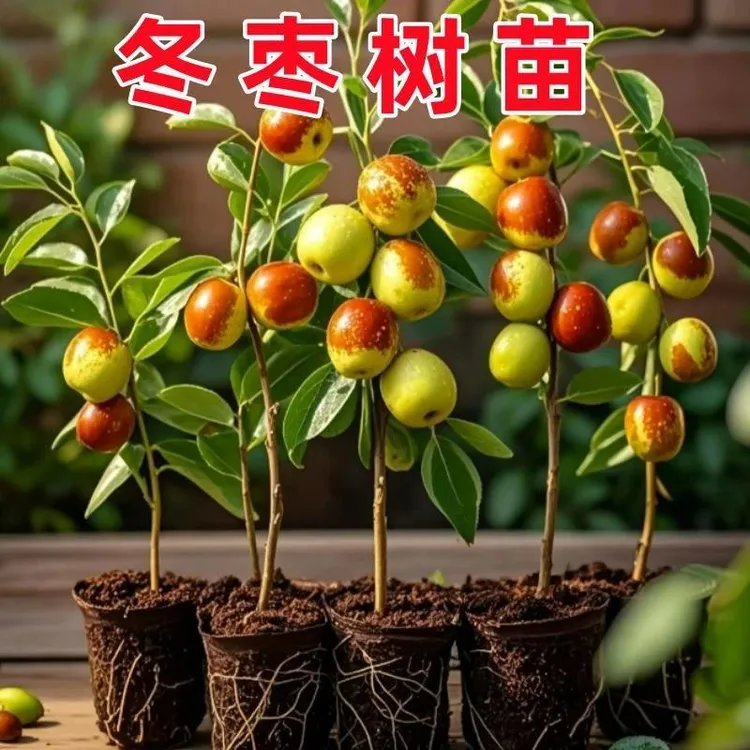 枣树活苗特大冬枣嫁接树苗沾化冬枣三代红枣超甜奶枣苹果水果青枣