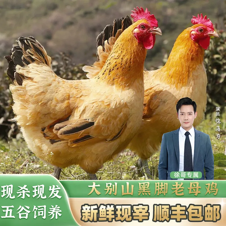 【徐哥专属】大别山黄油黑爪老母鸡吃五谷鸡2只5-6斤