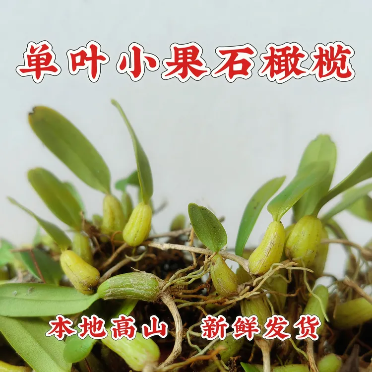 福建特产新鲜单叶石橄榄单叶小果精选深山采摘