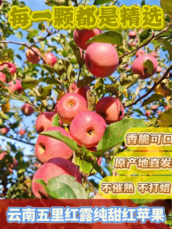 云南高山纯甜红苹果新鲜皮薄肉厚脆甜可口水果
