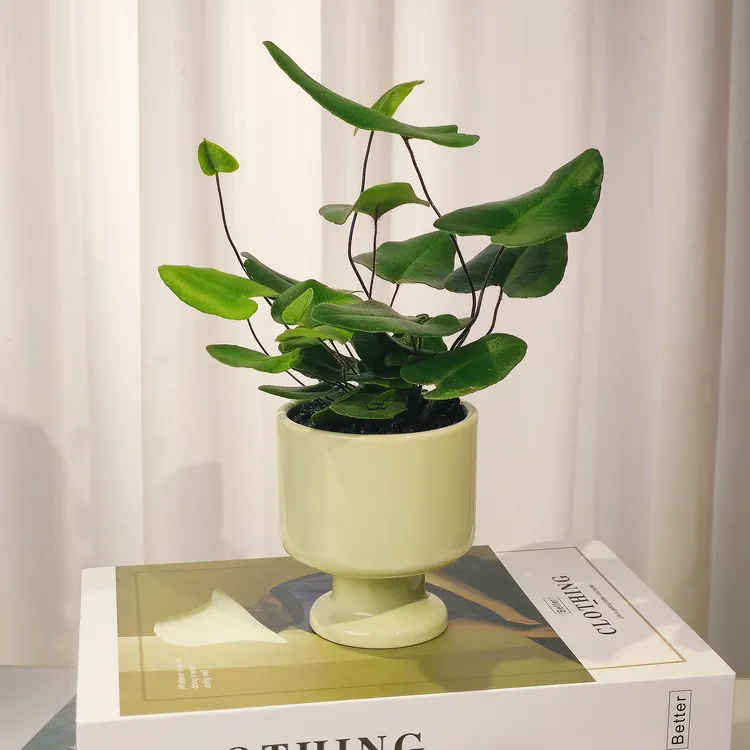 心愿蕨客厅绿植室内+浅绿色烛台盆+黑沙+接水盘盆栽植物蕨类