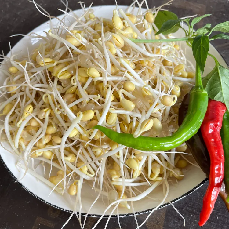 苏北农家自发新鲜小黄豆芽1.5斤/3斤/5斤包邮