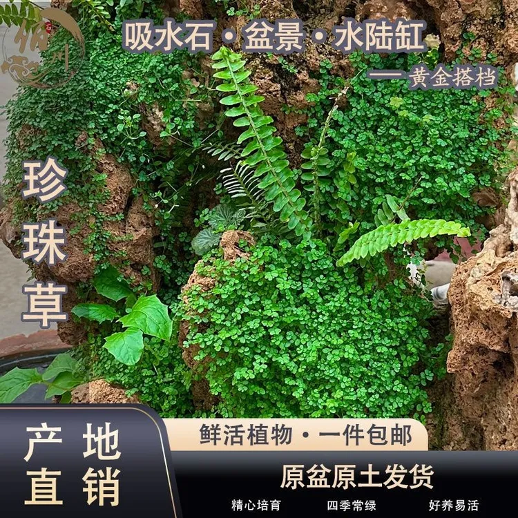 珍珠草吸水石上水石假山造景爬藤植物四季常青基地直供造景植物