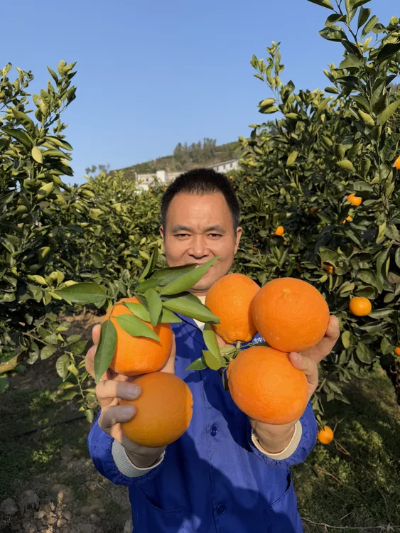秭归脐橙秭归脐橙九月红，产地直发，欢迎来做客