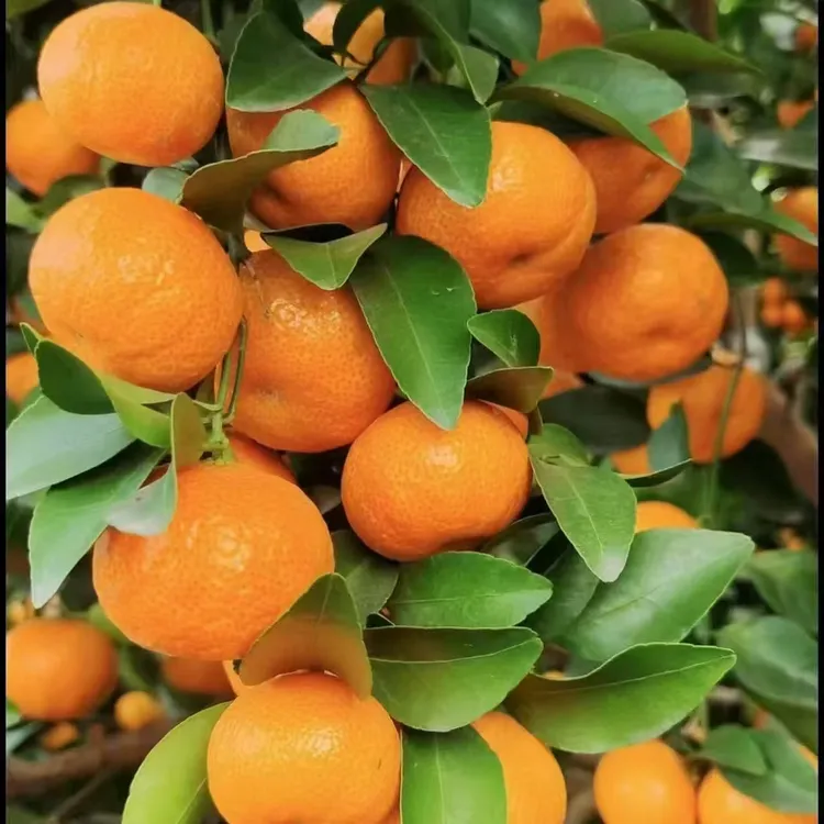 桂林沙糖桔原产地直发新鲜采摘应季水果（潇洒哥）