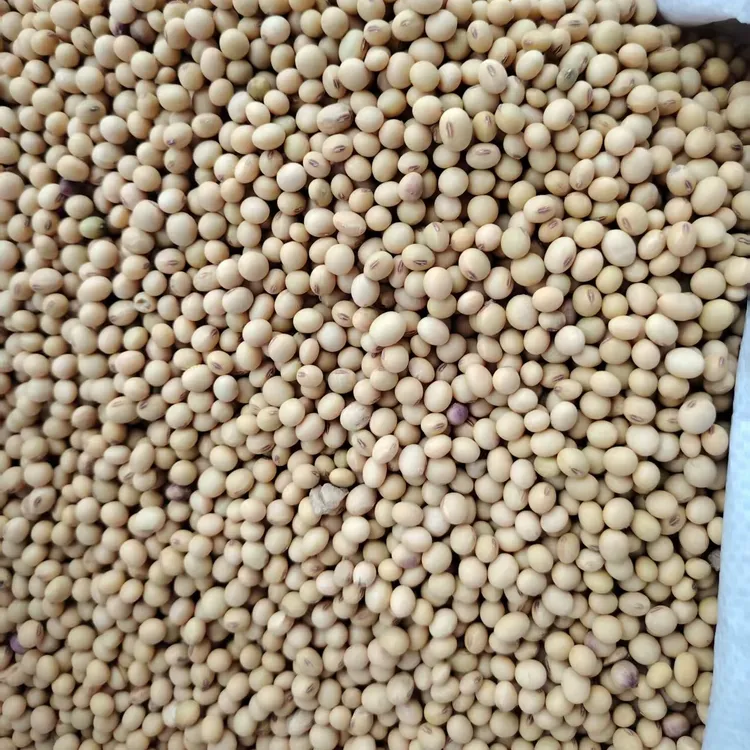 五斤每袋陕西农家土黄黄豆豆味浓郁蛋白高深山种植 