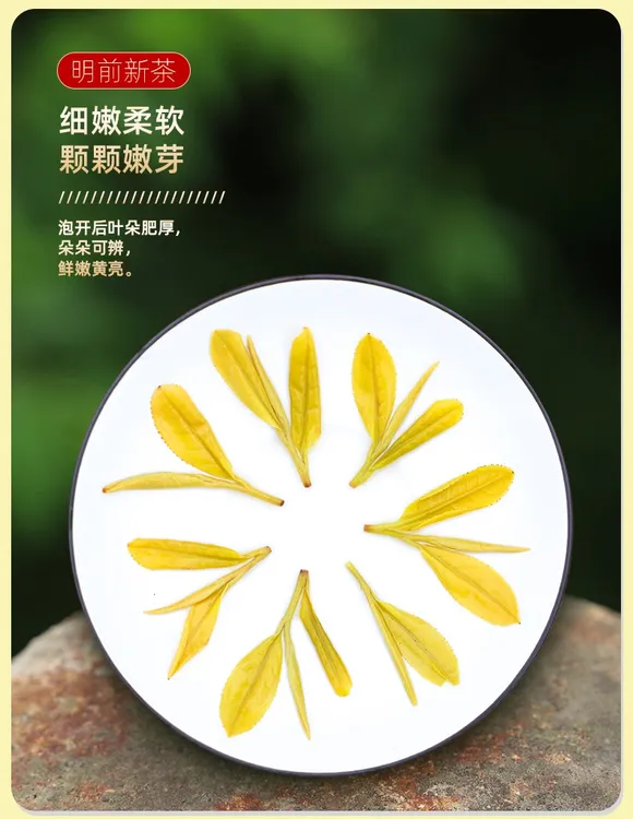 2025 春季 黄杜 【豆香味】黄金芽