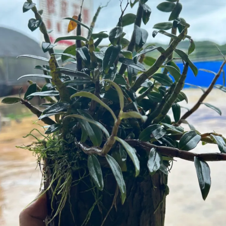 铁皮石斛兰花草吸水石绿植木桩盆景花卉室内外养殖
