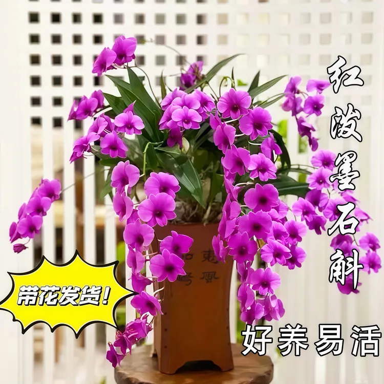 【带花包发货】朝阳红秋石斛带花盆栽好养易活适合办公室阳台