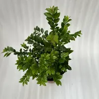 小叶紫檀盆景盆栽四季好养植物