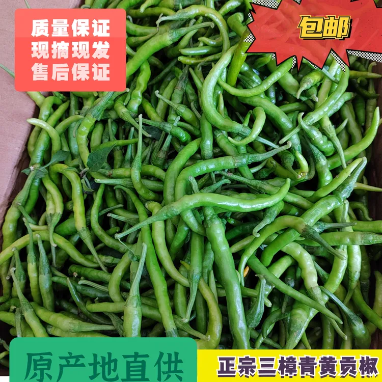 湖南衡东农家特产三樟青黄辣椒农村现摘现发特辣清脆新鲜绿椒