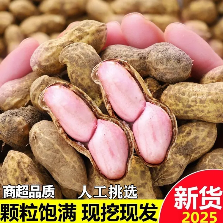 2025年新鲜湿花生带壳现挖现卖当季新鲜泥壳花生水煮生吃农家花生
