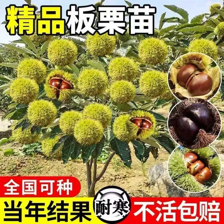 嫁接大红袍板栗油板栗树苗南北方种植盆栽地栽当年结果果树果苗