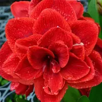 （小花匠花坊）樱桃妮芙～重瓣，基地自然种球