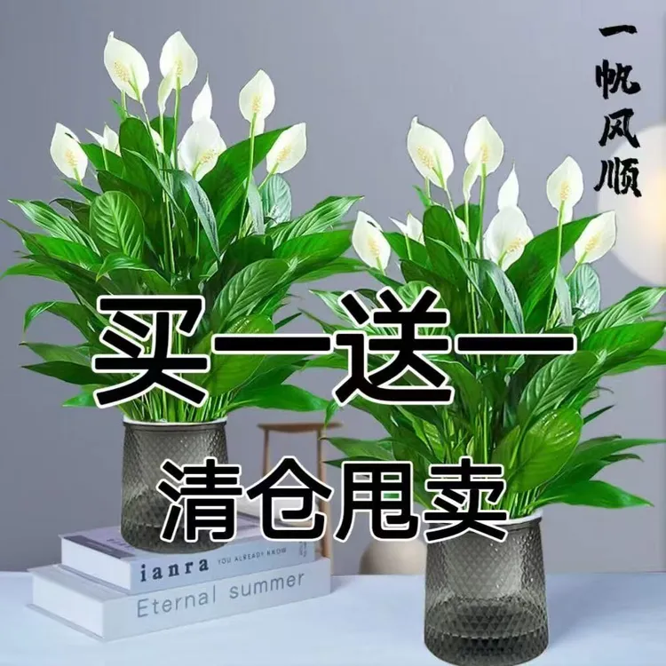白掌盆栽一帆风顺水培植物室内好养花卉大盆客厅客厅大盆栽植物