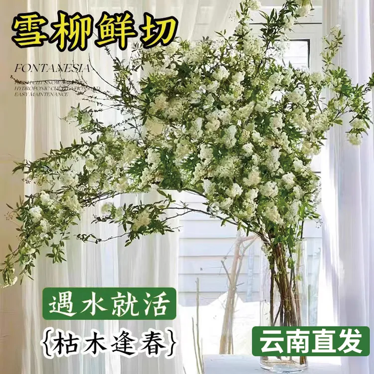 云南雪柳鲜枝干枯枝水养插花水培植物室内花卉盆栽特级带花苞绿植