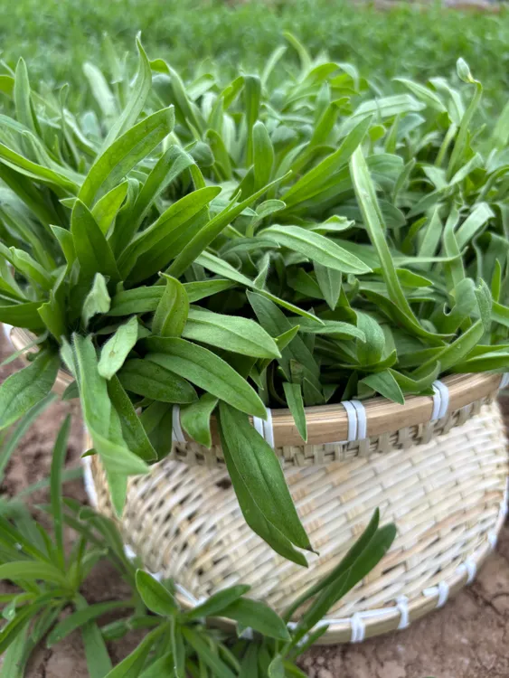 新鲜面条菜现挖羊蹄棵柳叶菜可做蒸菜饺子馅等时令野菜蔬菜