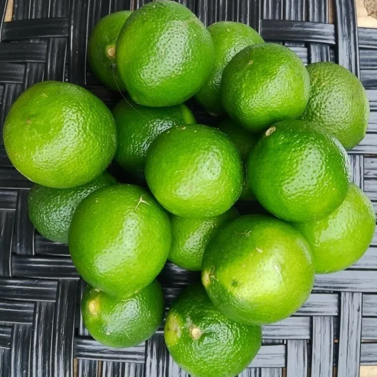 正品土柠檬树苗牛脚子苗广西本地薄皮柠檬厨房大料泡制咸柠檬