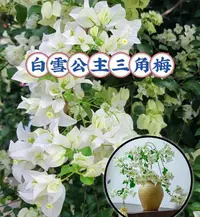 白雪公主 稀有品种原盆袋苗勤花复花快好养易活三角梅