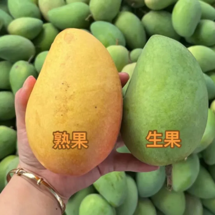 广西百色当季热卖水果台农芒核薄肉厚爆甜5斤8斤