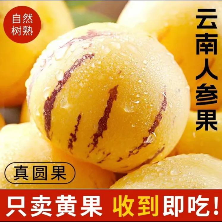 云南石林人生果新鲜水果树上熟新鲜当季圆果水果皮薄清甜多人参果
