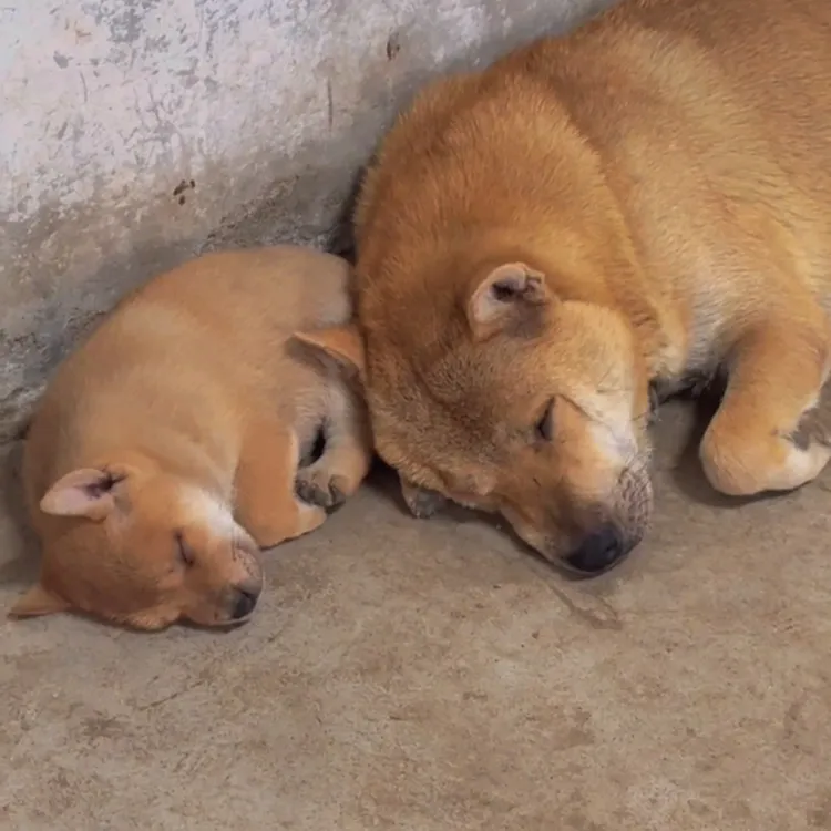 田园犬狗狗活体健康可爱适合幼犬家庭白面饲养黄狗白面