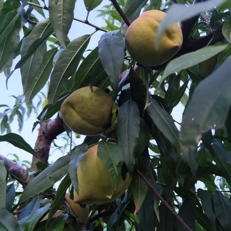 随州本地当季红心冬桃脆甜可口新鲜采摘肉质软糯